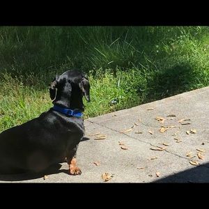 Meet your Posher, Janet